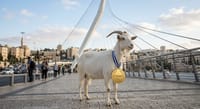 Year of the Goat