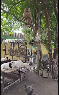 Samui Exotic Park