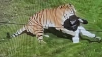Man enters tiger enclosure at Yorkshire wildlife park, killed in attack