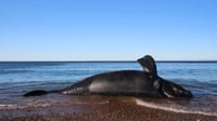 Carcass of a dead whale washed ashore
