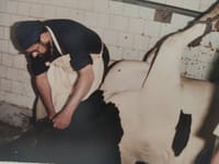 Shechita at the Netanya slaughterhouse