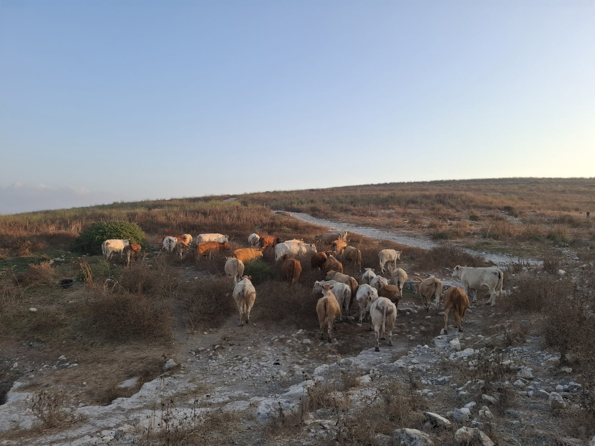 Israeli Forces Seize Cattle Herds in Fire Zone