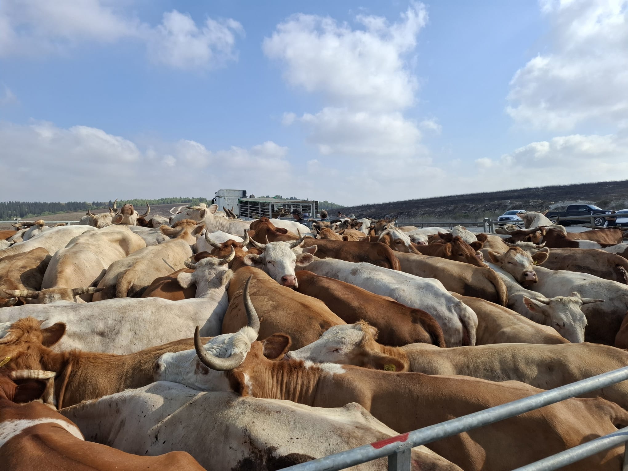 Israeli Forces Seize Cattle Herds in Fire Zone