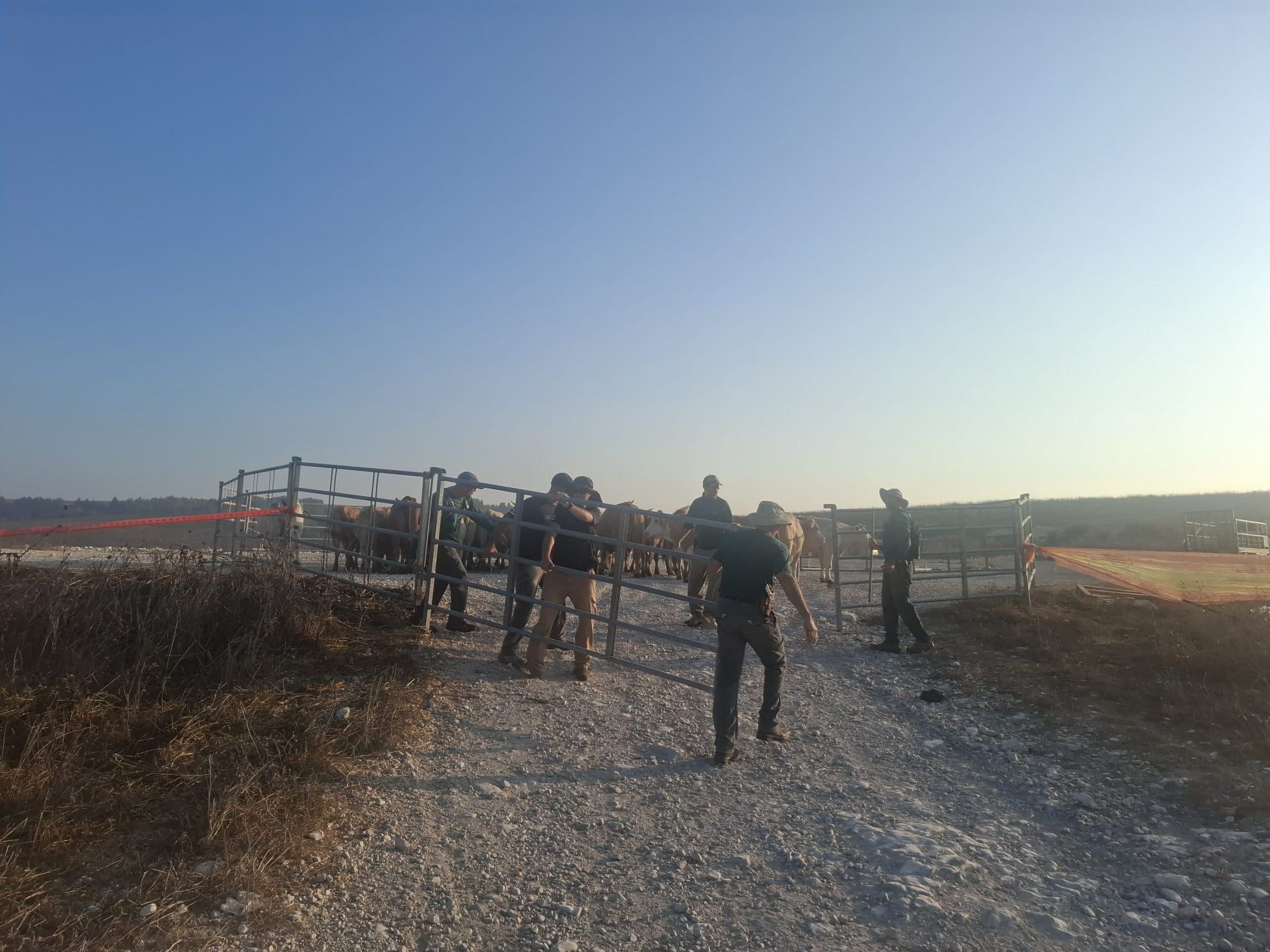 Israeli Forces Seize Cattle Herds in Fire Zone