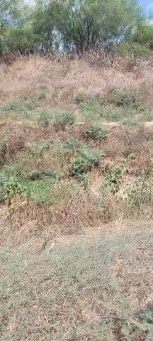 Shapirim Stream