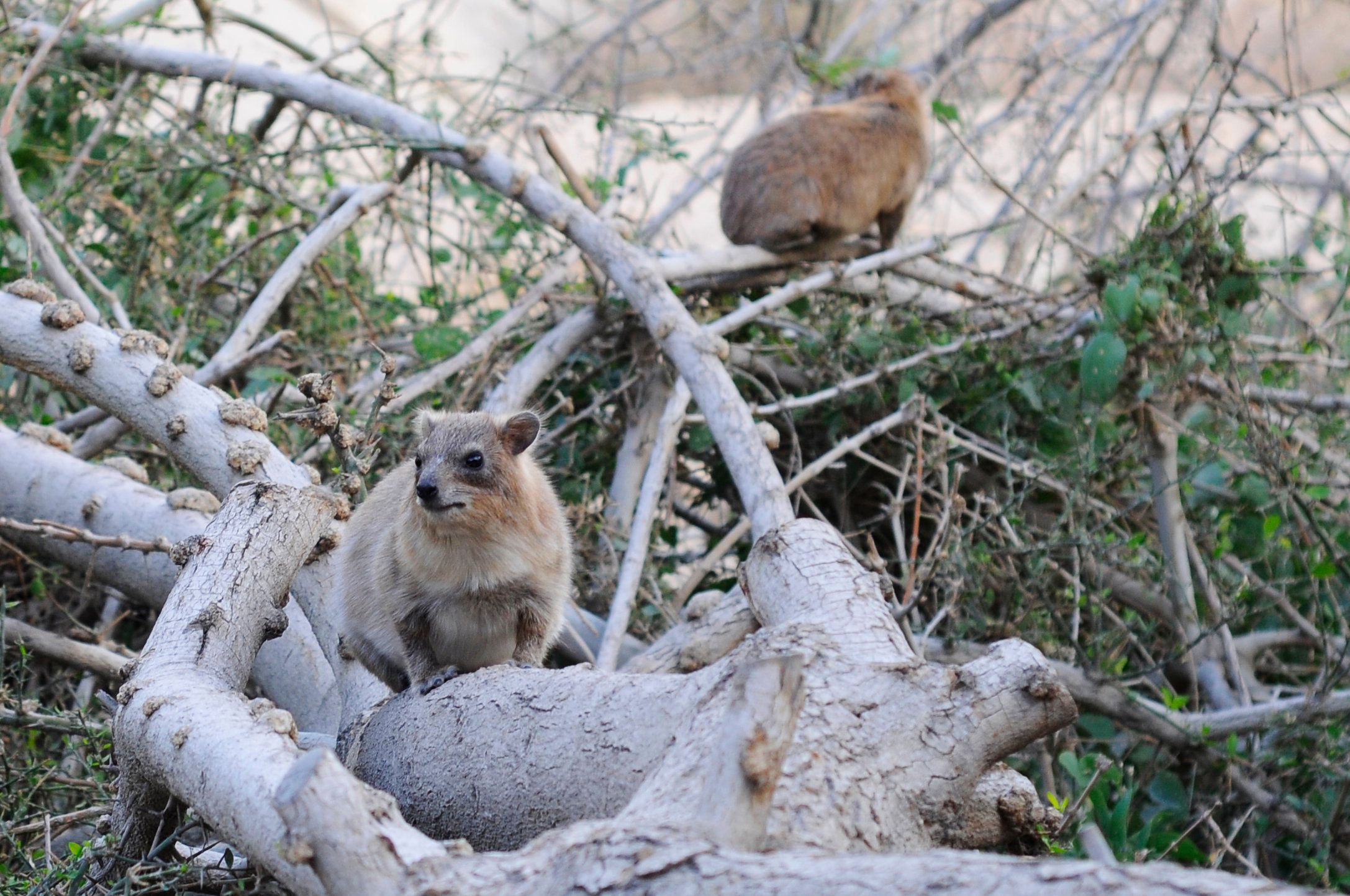 The Adorable Rock Hyrax