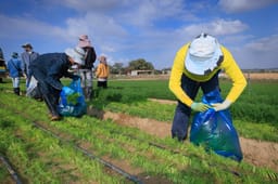 Foreign workers in Israeli fields.