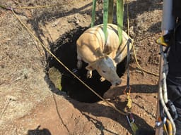 The rescued calf.