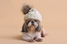 Dog with hat. Illustration.