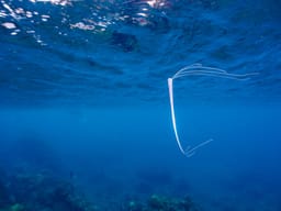 Extremely Rare Deep-sea Oarfish