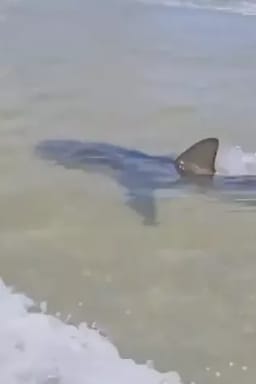 Sharks swimming off the coast of Hadera