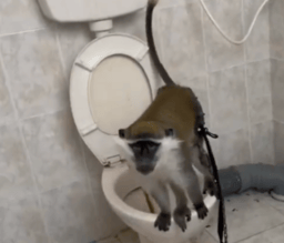 Monkey found in Tuba Zangariya