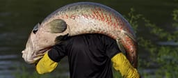 Pirarucu fisherman