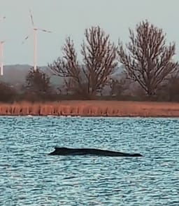 Timmy the whale