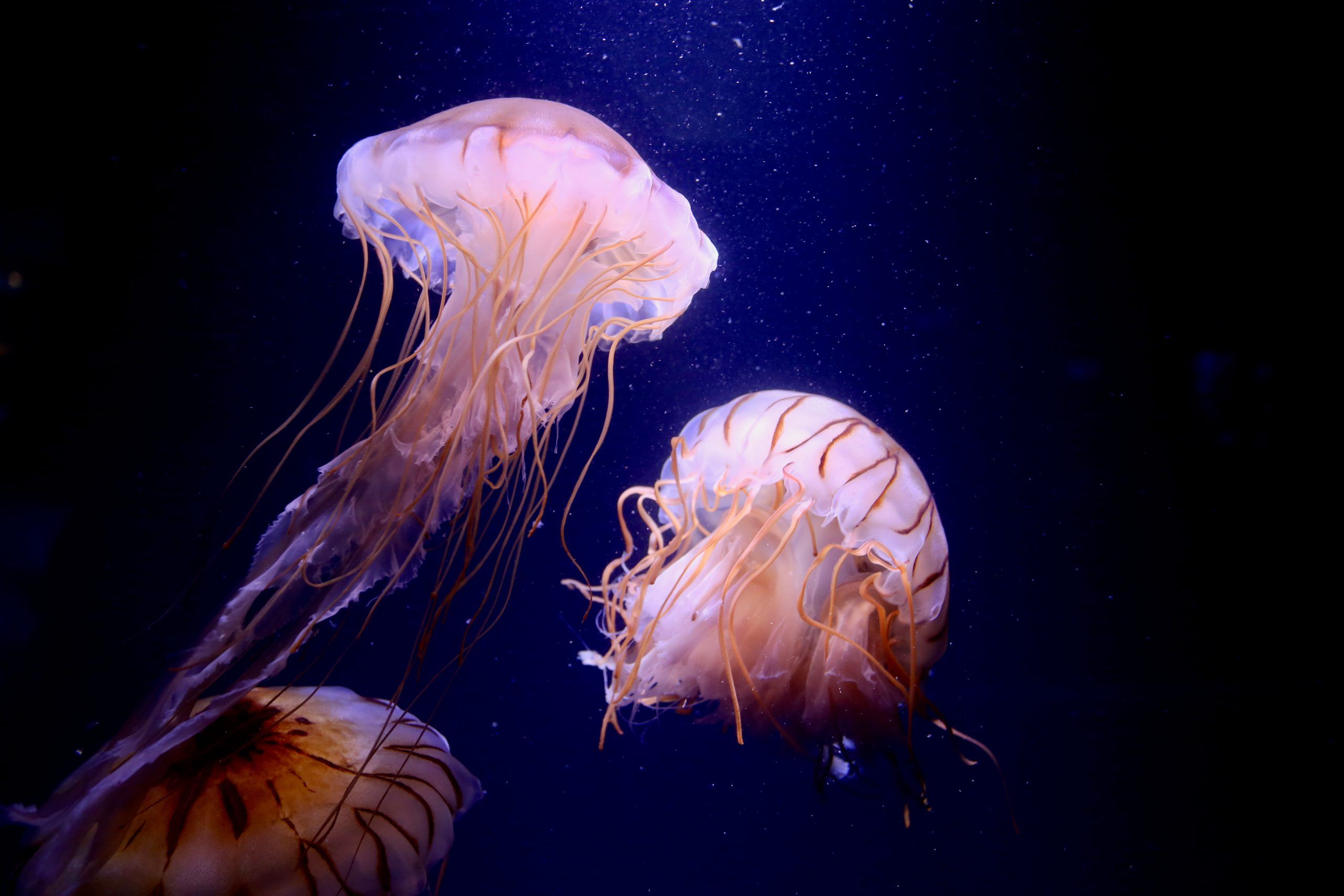 Dangerous jellyfish