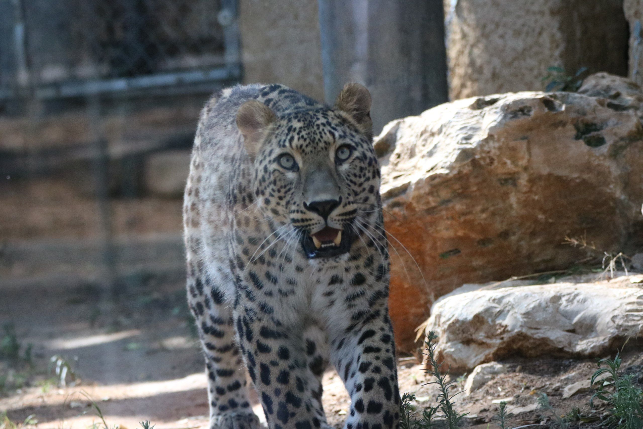 Deni, the new Persian leopard at Ramat Gan Safari