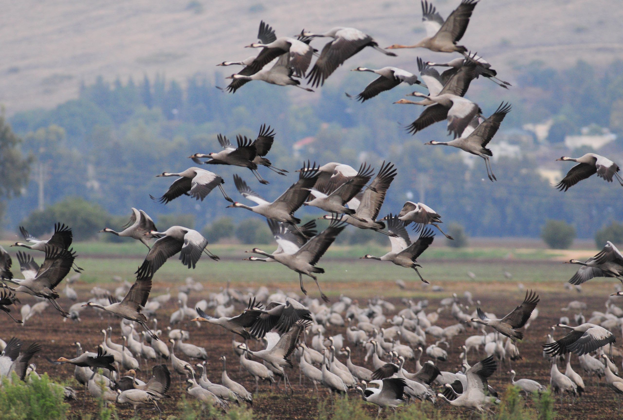 Birds leaving the nest / Hamad Almakt/Flash90