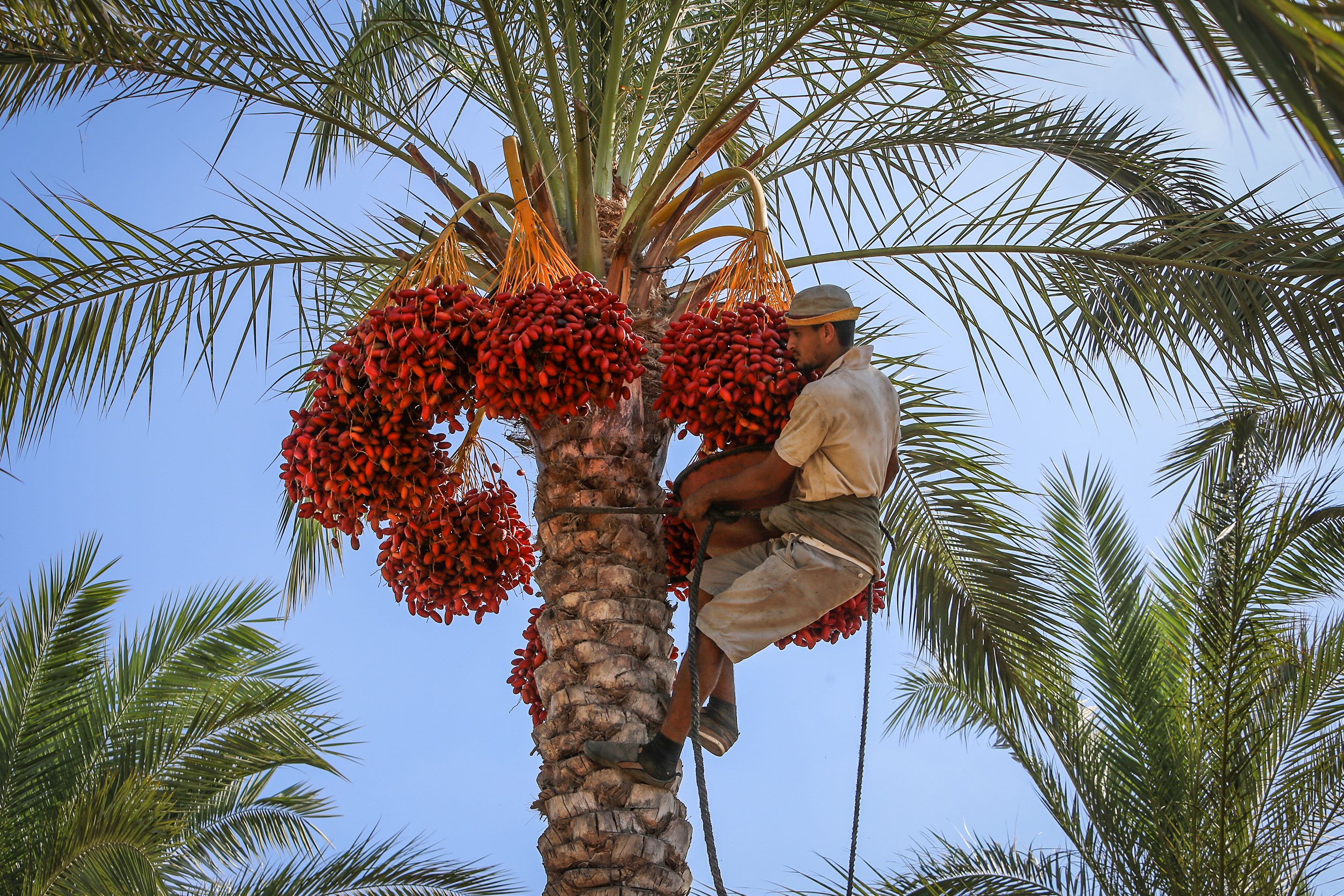 Palm tree