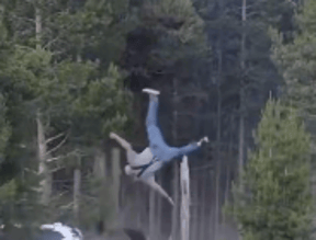 Bull Bison Hurls Yellowstone Tourist 8 Feet Into the Air