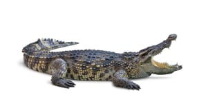 Crocodile