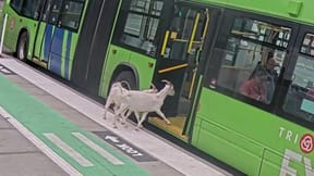 Goats boarding the bus