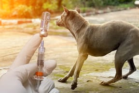 Rabies illustration