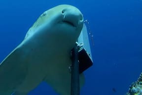 The shark emerges in front of the camera