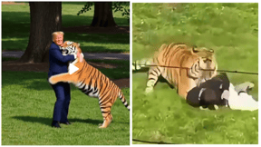 Trump shared graphic animal attack videos on his Truth Social account