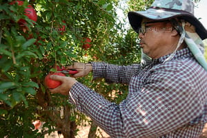 Malawis are coming to replace the Thai farm workers who left. Thai farm worker before the war.