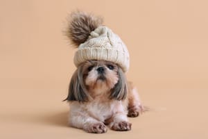 Dog with hat. Illustration.