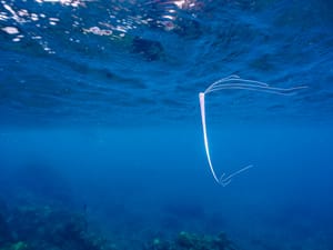 Extremely Rare Deep-sea Oarfish