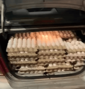 Smuggled eggs.