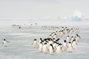 Penguins enjoying life on the Antarctic Island