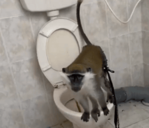 Monkey found in Tuba Zangariya