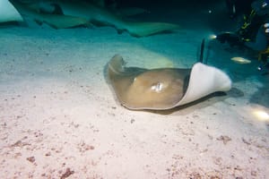 Sea Cat Stingray