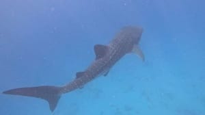 Whale shark