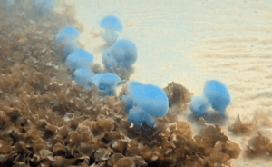Blue jellyfish 