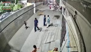  Lion Attacks Woman and Children in Pakistan