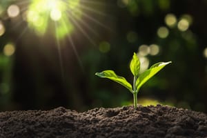 Young plant growing
