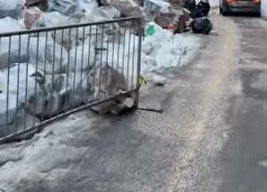 Snow and rubbish piled up after big NY Storm