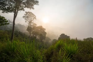 The forests of Honduras.