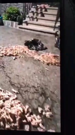 Chicken feet strewn outside
