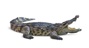 Crocodile