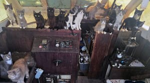 The cats that were discoered on a sailboat