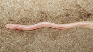 A New Species of Fish