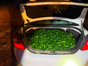 The stolen Avocados in the car