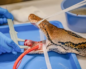 First Snake to Receive Groundbreaking Cancer Treatment