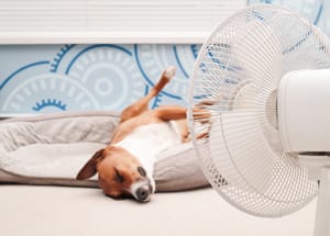 Dog lying by fan