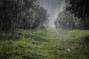 Rain