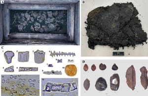 The bundles discovered in the tomb